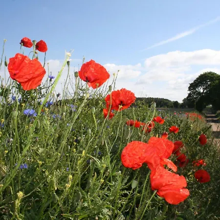 In Dargun Mit Garten 公寓