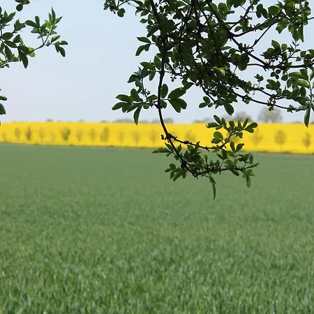 公寓 In Dargun Mit Garten